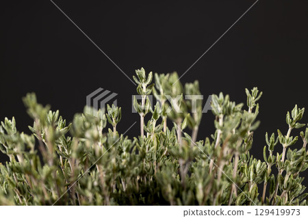 dry thyme tied together , aromatic spices of dried thyme for use in cooking and folk medicine dry thyme tied together , aromatic spices of dried thyme for use in cooking and folk medicine 129419973
