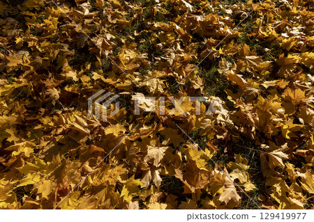 the foliage of trees on the ground after leaf fall in sunny weather 129419977