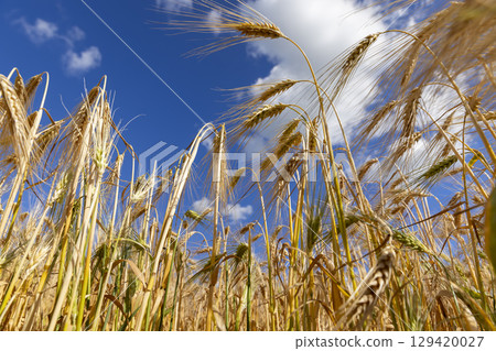 yellow cereals in the summer , a field with yellow cereals in eastern Europe before harvesting for food production, cereals in bright sunlight yellow cereals in the summer , a field with yellow cereals in eastern Europe before harvesting for food production, cereals in bright sunlight 129420027