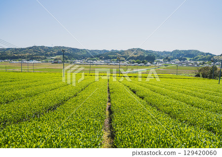 袋井市（靜岡縣）三河茶園的風景 129420060