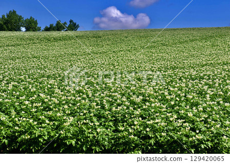 馬鈴薯田和開闊的天空（北海道美瑛） 129420065