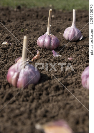 garlic in the field during sowing, garlic for planting during farming in the field during the spring season 129420076