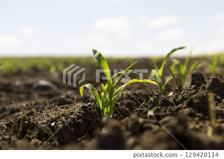 new sprouts of sweet corn in the field in the spring season, agricultural activity corn farming 129420114