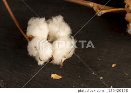 a flower of natural cotton on a black background, a branch of a cotton plant with a large number of white flowers, closeup, flowers on black slate a flower of natural cotton on a black background, a branch of a cotton plant with a large number of white flowers, closeup, flowers on black slate 129420128