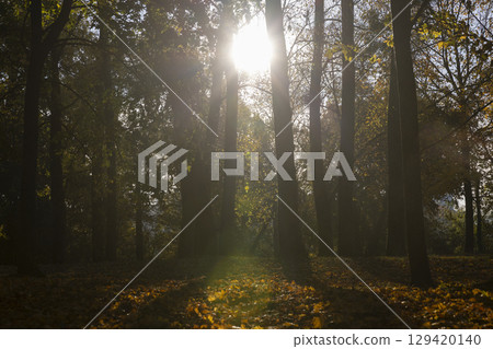 foliage on maples growing in the park in the autumn season, beautiful maples with yellowing foliage in sunny weather in autumn foliage on maples growing in the park in the autumn season, beautiful maples with yellowing foliage in sunny weather in autumn 129420140