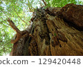 The Kumano Kodo in spring. Scenery of an ancient road in Japan. 129420448