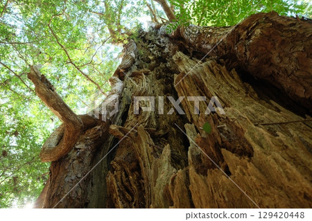 The Kumano Kodo in spring. Scenery of an ancient road in Japan. 129420448