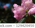 Rhododendron flowers on the Kumano Kodo trail. Scenery of an old road in Japan. 129420450