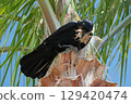 Crows building their nests at Shirahama Beach in Shirahama 129420474