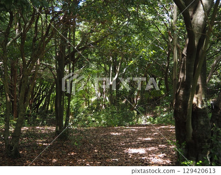 Miscellaneous trees Miscellaneous trees 129420613