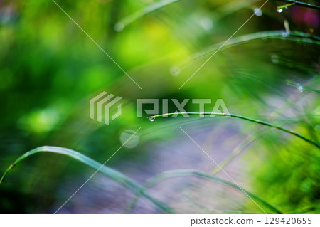 Close up fresh green grass with dew and water in freshness and coolness in natural sunlight of tropical garden background 129420655