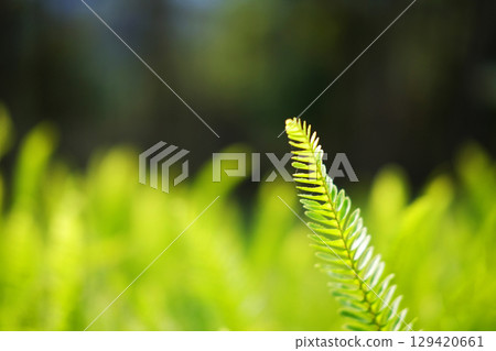 Close up fresh green fern leaves plant meadow in tropical forest and natural sunlight in sunny day background. Copy space of vertical photo 129420661