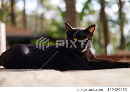 Adorable a tabby black cat sitting on wooden terrace in natural sunlight and look at camera 129420663