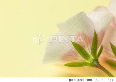 Macro view from below of a white geranium flower Macro view from below of a white geranium flower 129420845