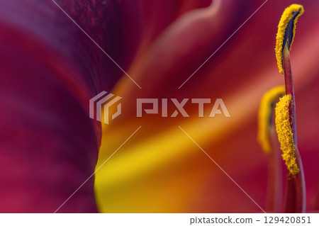 Macro photograph focused on the stamens of a Hemerocallis Crimson Pirate flower. 129420851