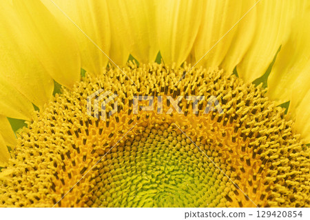 Macro photo of a sunflower seedbed . 129420854
