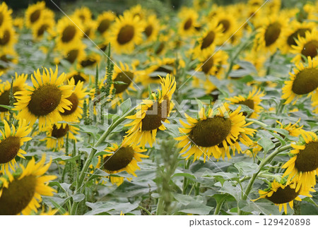 Sunflower field Sunflower field 129420898