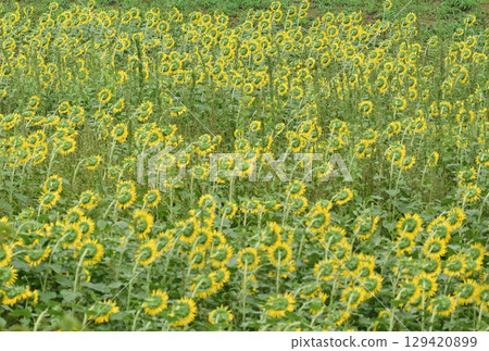 Sunflower field Sunflower field 129420899