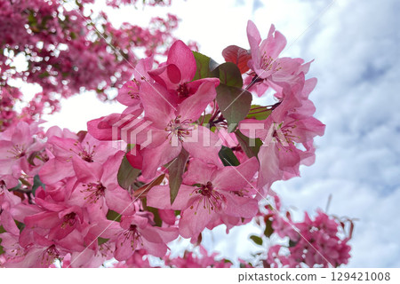A stunning close-up of a branch of vibrant pink blossoms, likely from a crabapple or cherry tree, against a soft-focus background of more flowers and a cloudy sky A stunning close-up of a branch of vibrant pink blossoms, likely from a crabapple or cherry tree, against a soft-focus background of more flowers and a cloudy sky 129421008