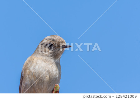 A close-up of a female Daurian Redstart against a blue sky 129421009