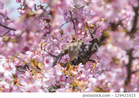 A female Daurian redstart surrounded by cherry blossoms A female Daurian redstart surrounded by cherry blossoms 129421015