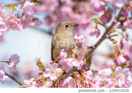 一隻雌性達斡爾紅尾鴝被櫻花包圍 一隻雌性達斡爾紅尾鴝被櫻花包圍 129421020