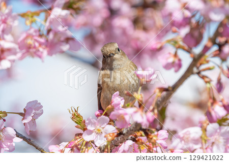 A female Daurian redstart surrounded by cherry blossoms 129421022
