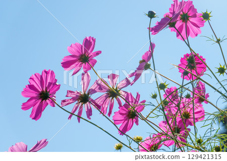 Pink cosmos shining in the blue sky 129421315