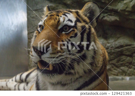 Indoor Tiger Head 129421363