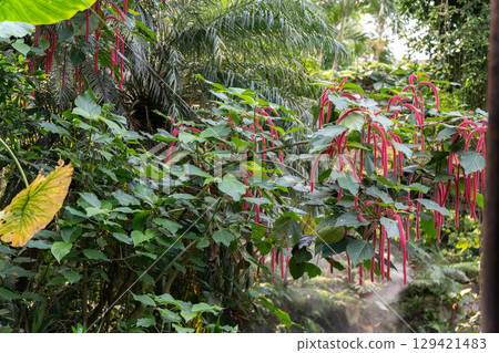 A photograph of tropical plants with bright green foliage and drooping red flowers that look like catkins. The photo was taken in a greenhouse or tropical garden. The frame shows fog or steam, which c 129421483