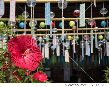 紅色的花朵和風鈴 紅色的花朵和風鈴 129421618