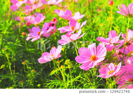 Beautiful pink cosmos herd 129421748