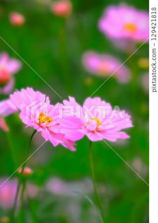 Two lovely double-flowered cosmos Two lovely double-flowered cosmos 129421818