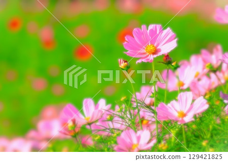 Blooming pink cosmos 129421825
