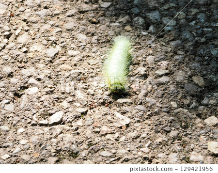 Moth larva named Kususan 129421956