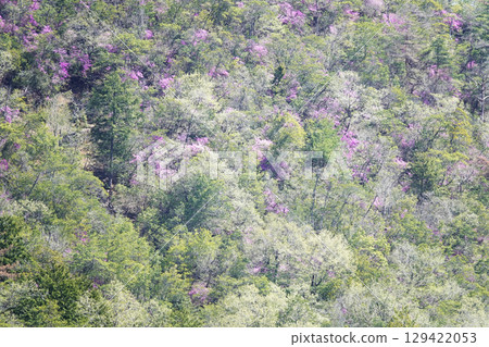 Fresh greenery and a cluster of Mitsuba azalea blooming on the mountainside Fresh greenery and a cluster of Mitsuba azalea blooming on the mountainside 129422053