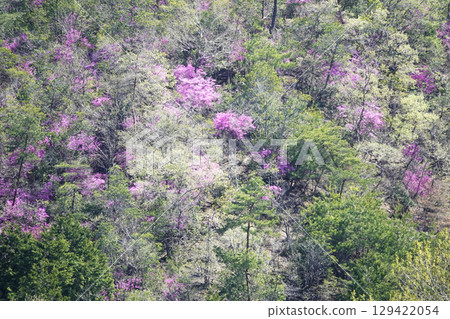 Fresh greenery and a cluster of Mitsuba azalea blooming on the mountainside Fresh greenery and a cluster of Mitsuba azalea blooming on the mountainside 129422054