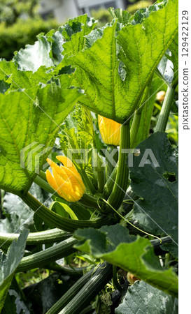 西葫蘆黃色的花朵 西葫蘆黃色的花朵 129422129