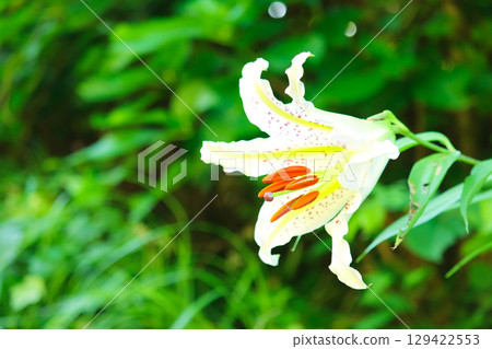 Lily of the valley flowers blooming on a mountain path in summer 129422553