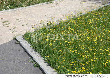 Summer in the landscape park Kolomenskoye in the district, Moscow, August 2022. Summer in the landscape park Kolomenskoye in the district, Moscow, August 2022. 129422663