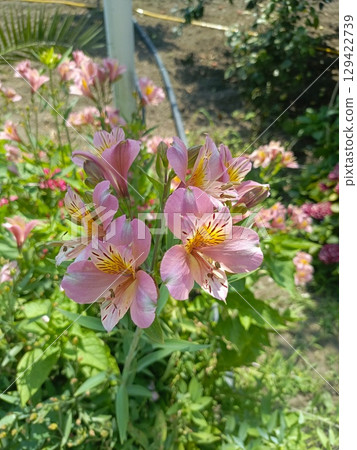 Peruvian lilies in bloom in a soft and delicate style in pink, white, and yellow colors representing beauty and romance against a garden background 129422739