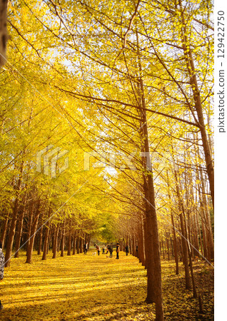 一排銀杏樹閃著金光 一排銀杏樹閃著金光 129422750