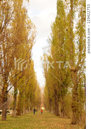 漫步在秋天的楊樹林間 漫步在秋天的楊樹林間 129422753