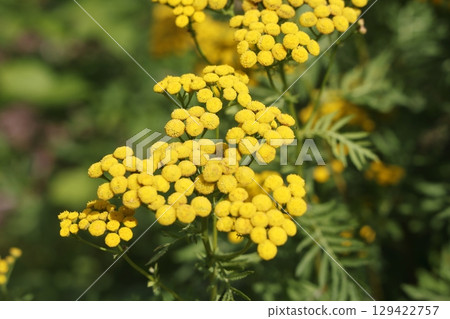 Tanacetum vulgare, common tansy, golden buttons, tansy. 129422757