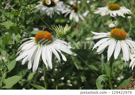 Yellow coneflower , Echinacea Paradoxa , Yellow coneflower is a plant genius in the sunflower famil Yellow coneflower , Echinacea Paradoxa , Yellow coneflower is a plant genius in the sunflower famil 129422978