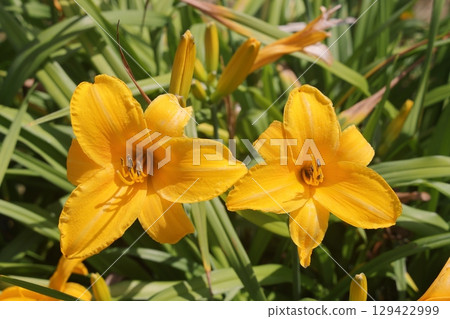 photo of yellow lily flower in the garden. Countryside colorful picture. photo of yellow lily flower in the garden. Countryside colorful picture. 129422999