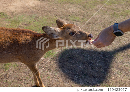 Close-up of a hand feeding moment with friendly sika deer in Nara Park, Japan Close-up of a hand feeding moment with friendly sika deer in Nara Park, Japan 129423057