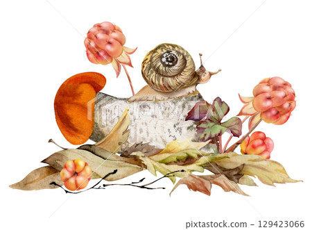 Birch bolete cep leccinum mushroom fungus, cloudberry berries scaber stalk with snail on top of fallen autumn leaves. Forest floor woodland ecosystem habitat. Nature hand drawn watercolor illustration Birch bolete cep leccinum mushroom fungus, cloudberry berries scaber stalk with snail on top of fallen autumn leaves. Forest floor woodland ecosystem habitat. Nature hand drawn watercolor illustration 129423066