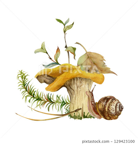 Golden chanterelle girolle mushroom fungus with crawling snail, horsetail plant, berry branch, pine needles, fallen autumn leaf moss growth. Forest floor nature illustration hand drawn in watercolor. Golden chanterelle girolle mushroom fungus with crawling snail, horsetail plant, berry branch, pine needles, fallen autumn leaf moss growth. Forest floor nature illustration hand drawn in watercolor. 129423100