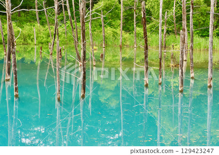 Shirokane Blue Pond in early summer (Biei, Hokkaido) Shirokane Blue Pond in early summer (Biei, Hokkaido) 129423247
